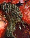 Cnidaire ou bryozoaire (à Djibouti)
