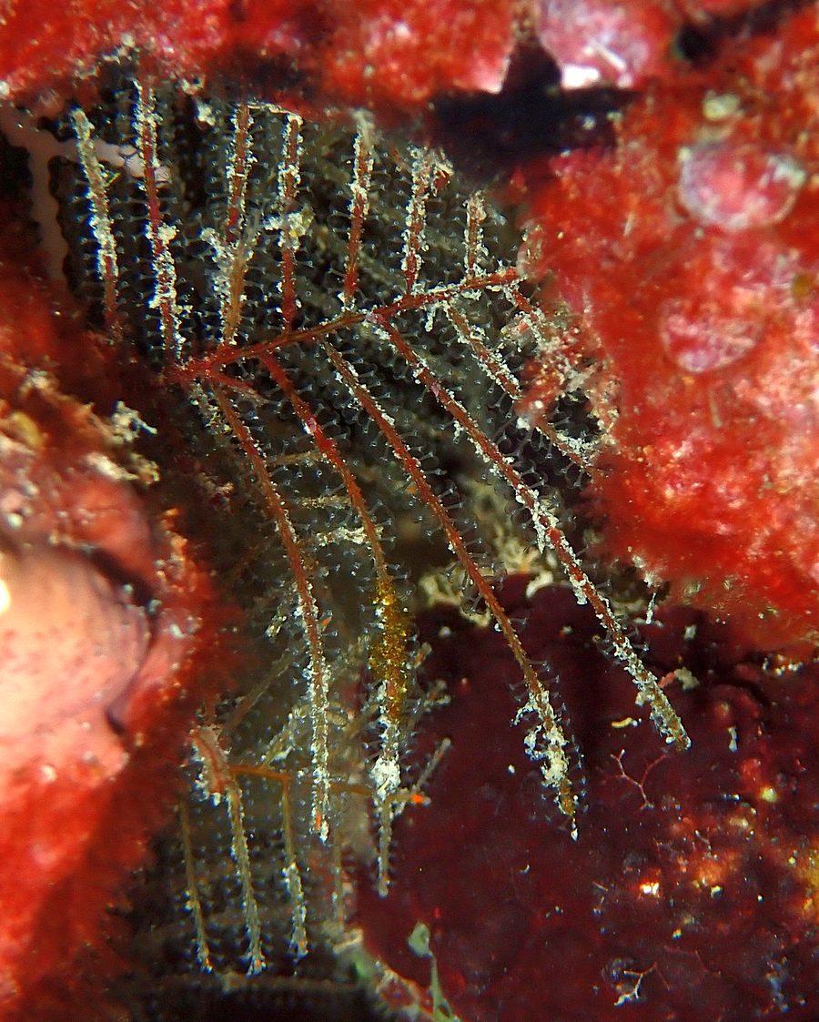 Cnidaire ou bryozoaire (à Djibouti)