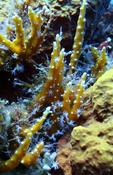 Cnidaire_Anthozoaires_Octocoralliaires mais encore?