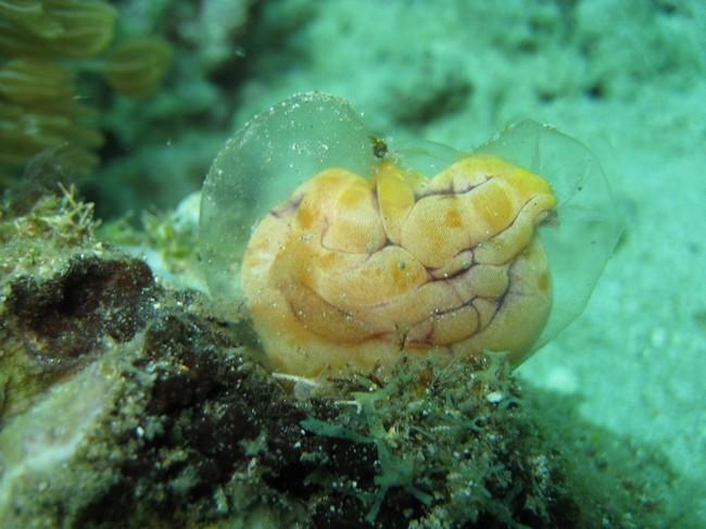 Cocon transparent au tour d'une ascidian