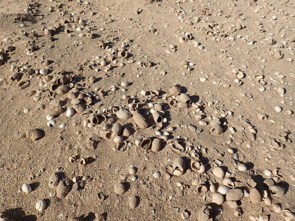 cocons de sable