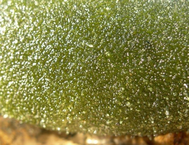 Oui pour un <em>Codium bursa</em>, en laisse de mer il semble que cette algue palisse un peu,<br />voir une photo de l'estran marseillais.