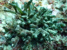 Codium coraloïde ou codium effesum 