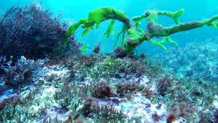 Codium décorticatum ??? ou autre 