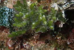 Codium fragile ?