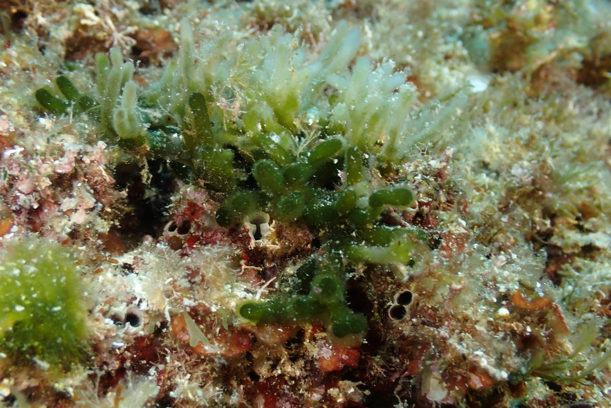 Codium fragile ?
