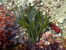 Codium tomentosum ?