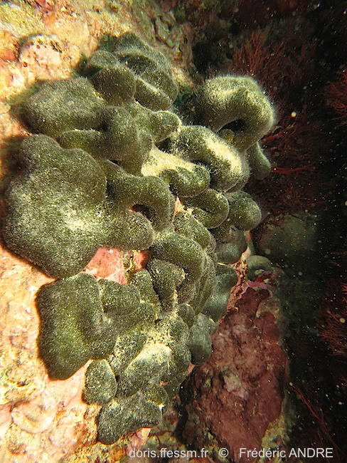 Une autre photo de la même algue.