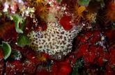Colonial tunicate?