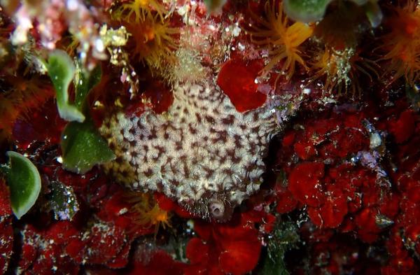Colonial tunicate?