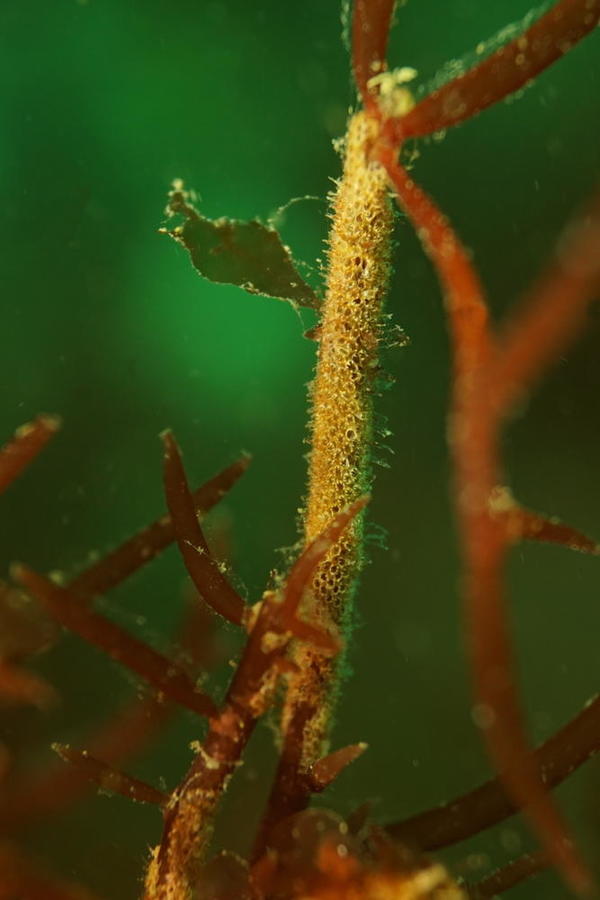 Colonie d'ascidies ??