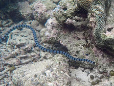 Colubrina ou Laticaudata ?