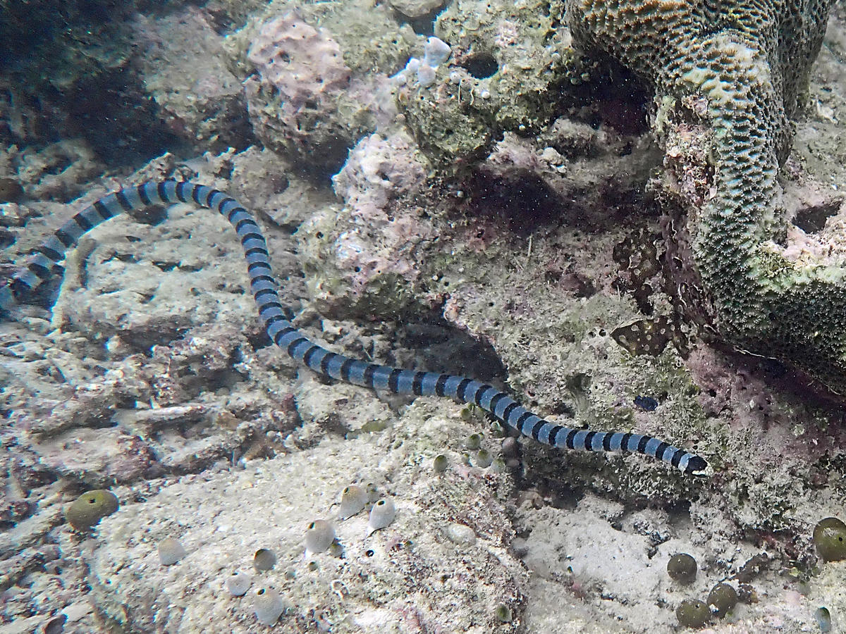 Colubrina ou Laticaudata ?