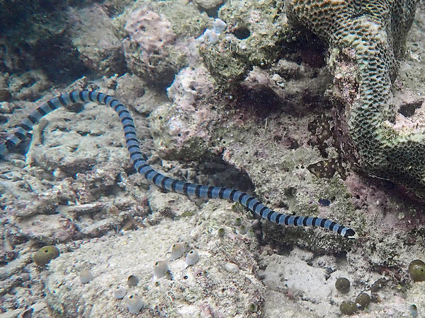 Colubrina ou Laticaudata ?