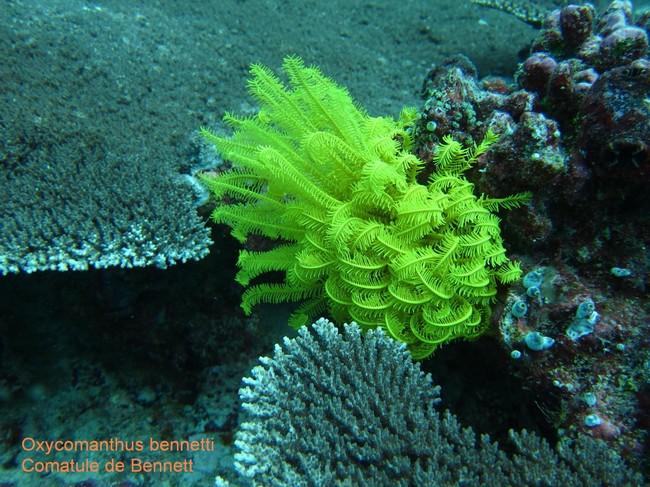 Bonjour, cela tombe bien, j'ai claseé ma photo comme: oxycomanthus benetti, est-ce-que j'ai eu raison?<br />Merci d'avance. A.Cagnon.