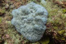 Comme pour le Post 32301 : Poritidae ?