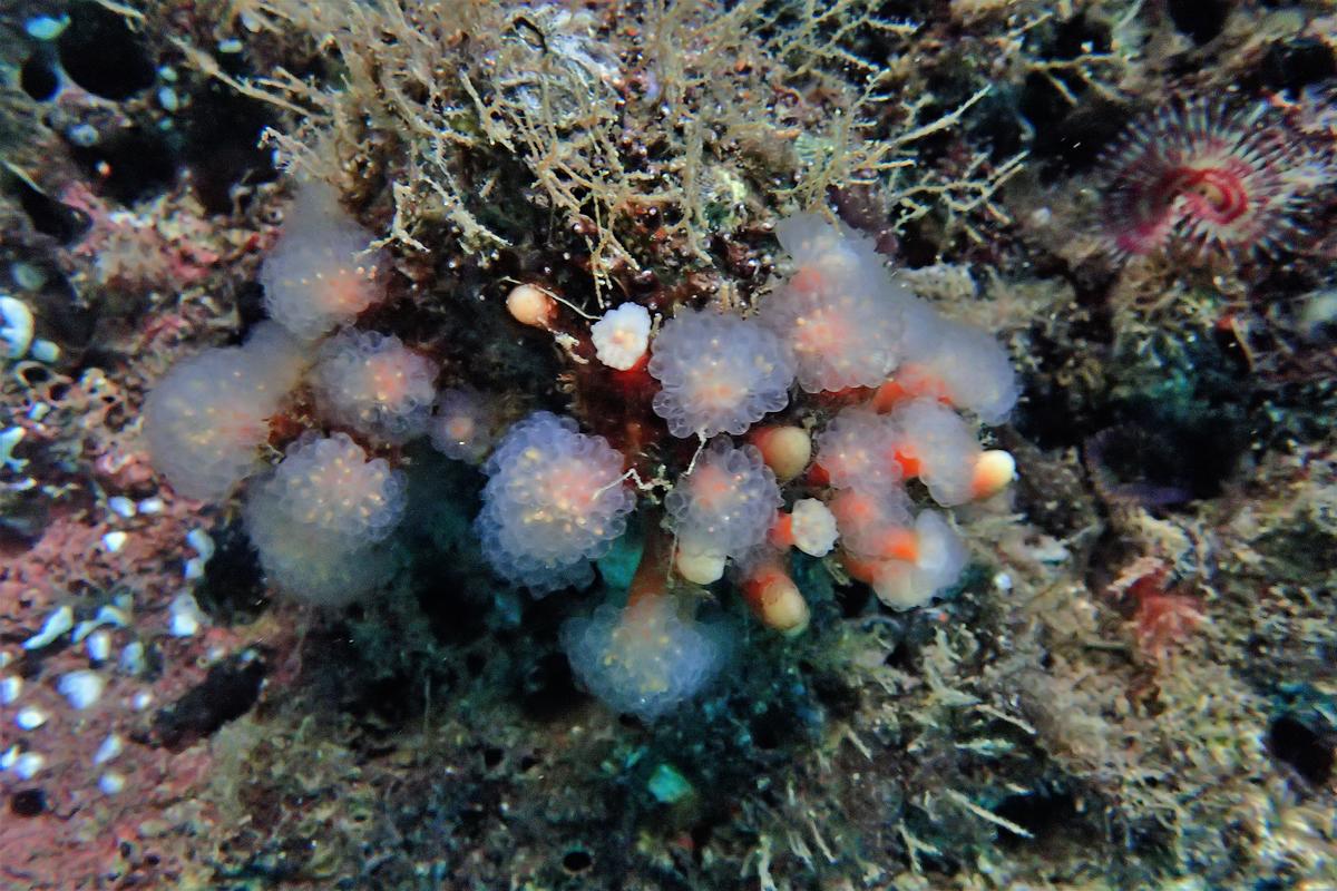 <p>une autre photo de ce que je pense être <em>Pseudodistoma megalarva</em> (découverts à marée basse, les polypes se déploient dans l'eau)</p>