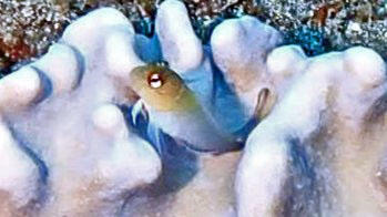 Comment nomme-t-on ce poisson posé sur Lobophytum crassum ?