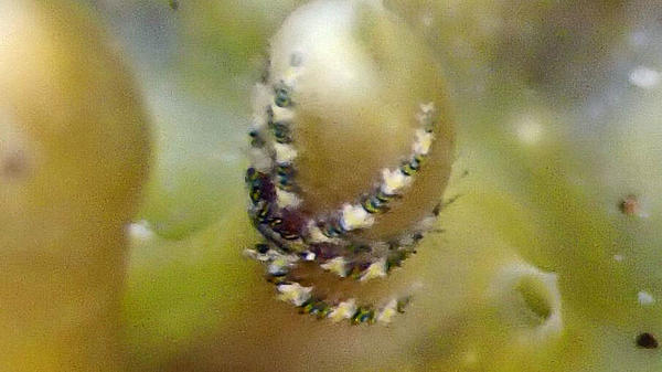 Comment nomme-t-on ces très petits animaux agrippés à Lamellodysidea herbacea ?