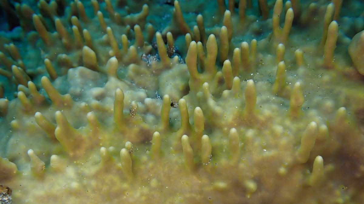 <p>Cette photo est le plan autour de la photo précédente (même photo) pour mieux indiquer l'environnement de l'animal.</p><p>Au moins quatre spécim...