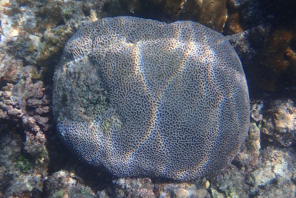 comment s'appelle ce corail cerveau ?