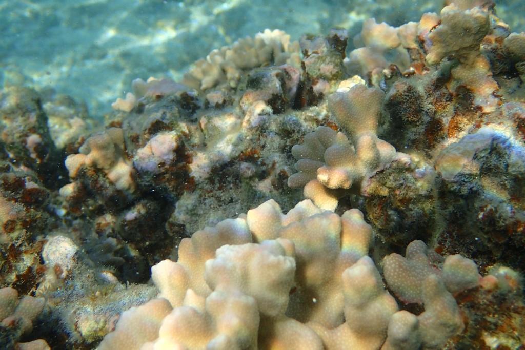 comment s'appelle ce corail, famille des Porites ?