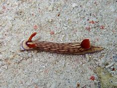 Comment s’appelle ce nudibranche ?