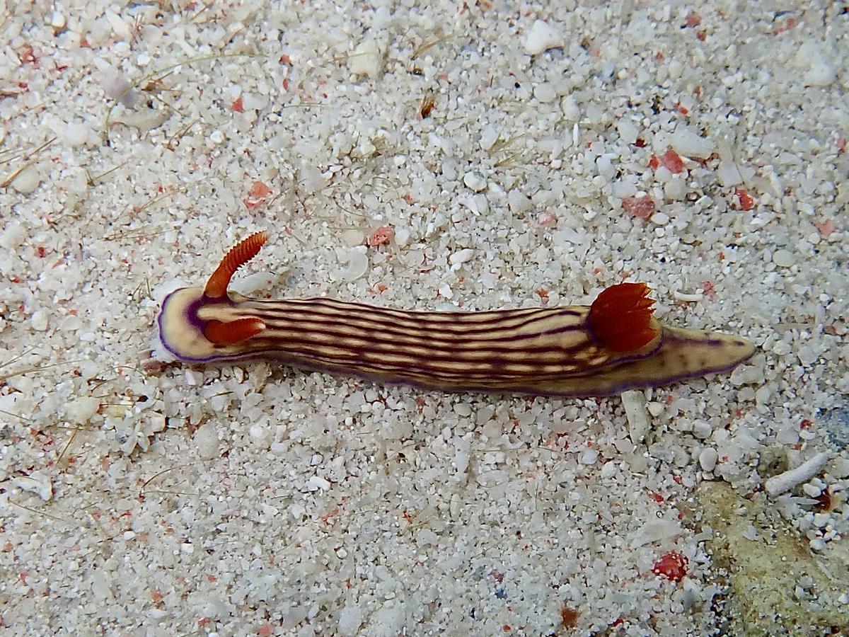 Comment s’appelle ce nudibranche ?