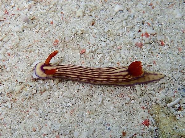 Comment s’appelle ce nudibranche ?