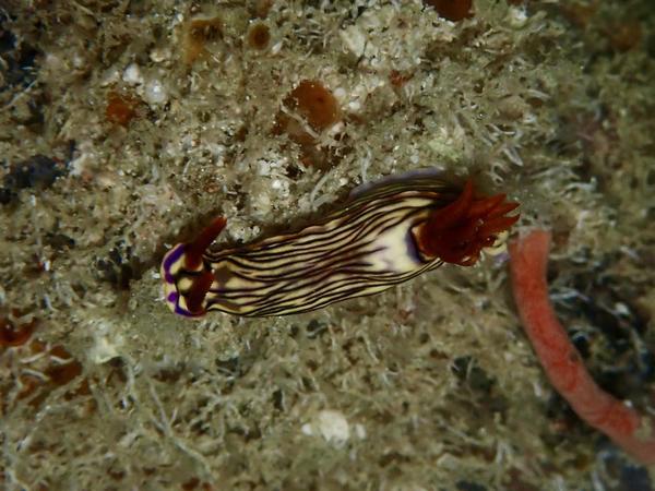 Comment s’appelle ce nudibranche ?