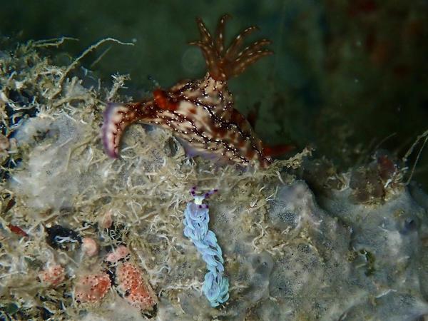 Comment s’appelle ce nudibranche ?