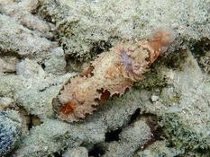 Comment s’appelle ce nudibranche ?