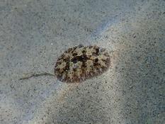 Comment s’appelle ce nudibranche ?