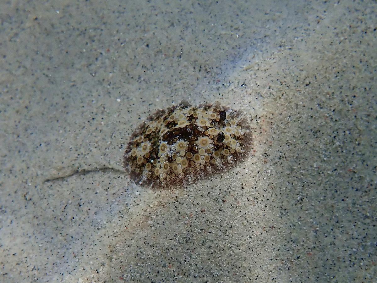 Comment s’appelle ce nudibranche ?