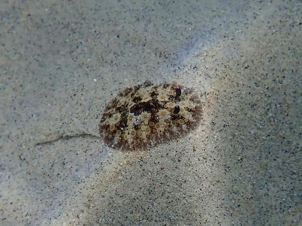 Comment s’appelle ce nudibranche ?