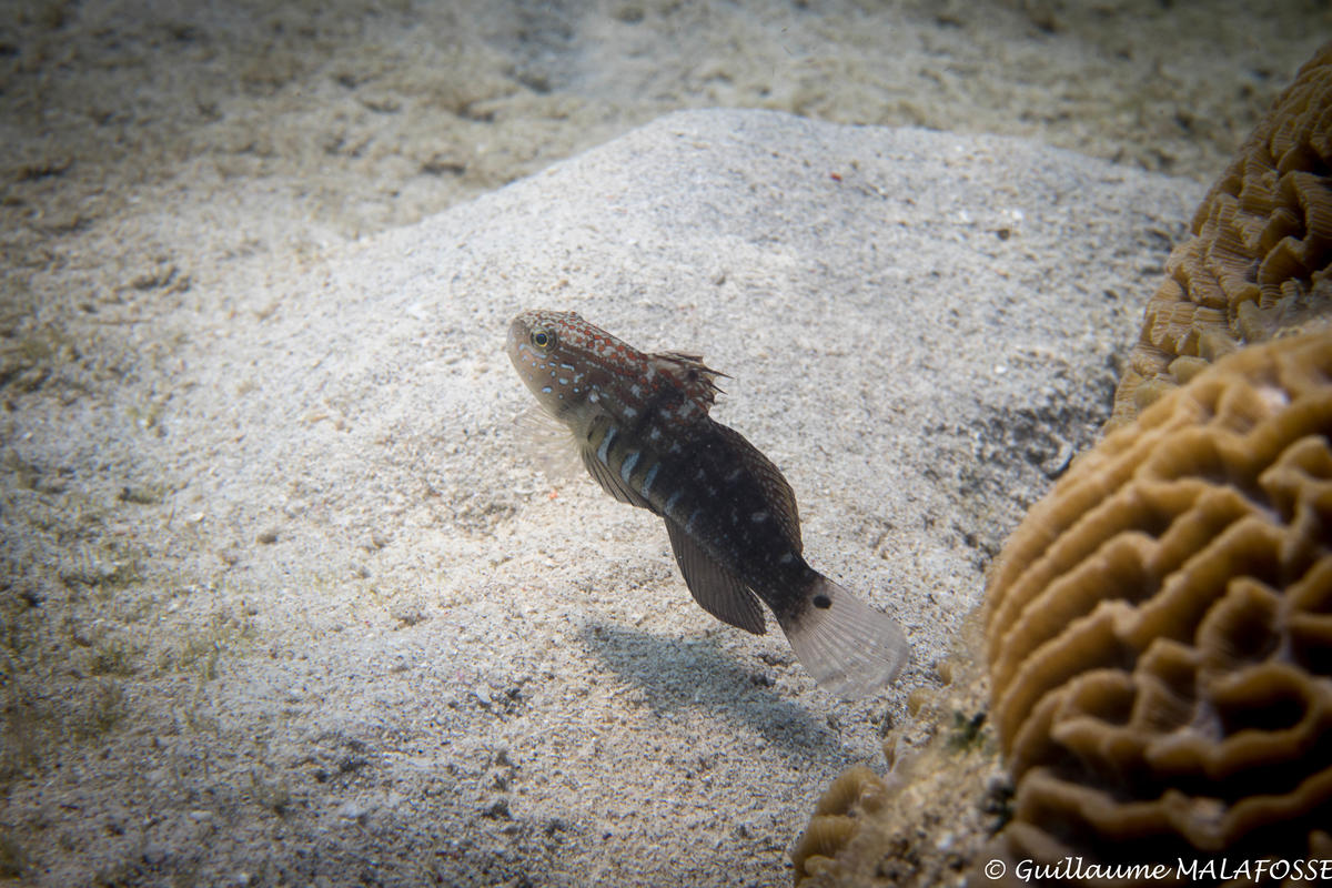 Comment s'appelle ce petit poisson ?