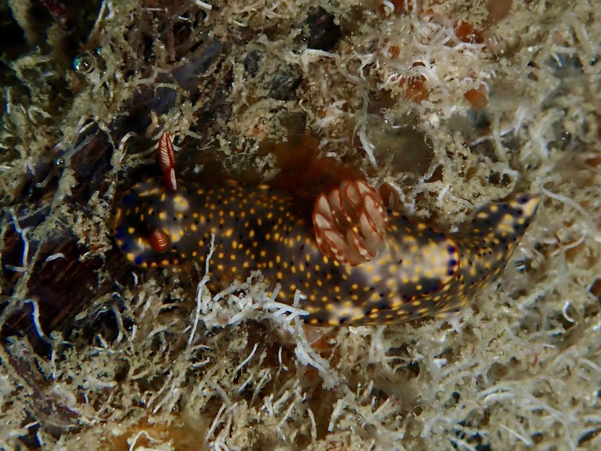 Comment s’appelle ces 2 nudibranches ?