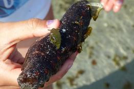 comment s'appelle cette petite limace de mer ou nudibranche vert qui a élu domicile sur cette holothurie ?