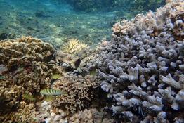 comment s'appellent les 4 petits poissons verts à côté de la girelle à tâches d'encre ? (Réunion)