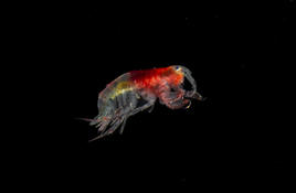 Comportement de cet amphipode ?