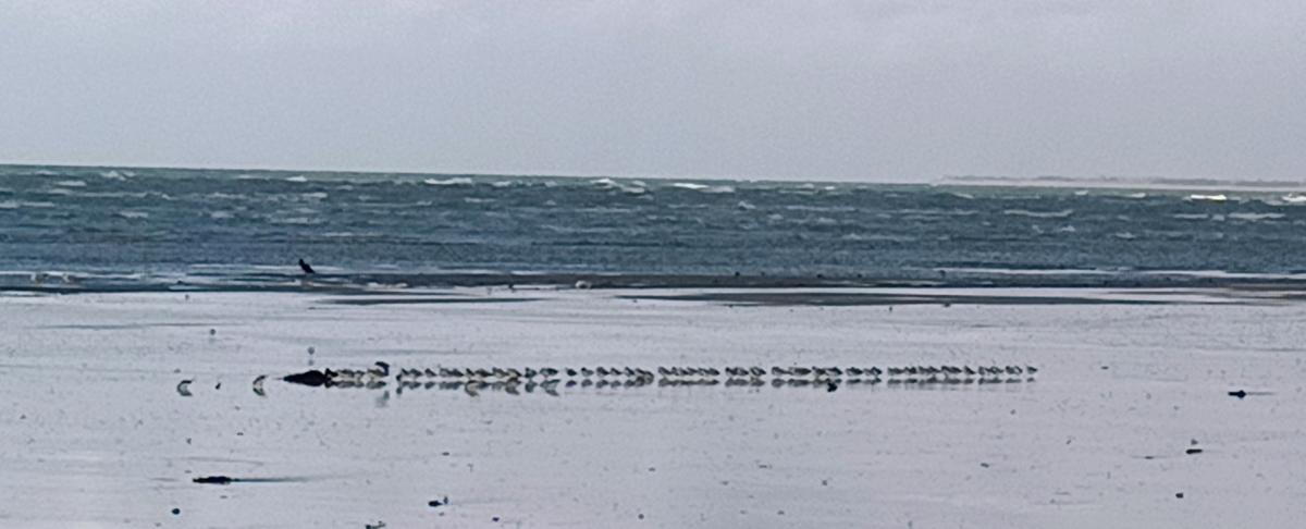 Comportement des bécasseaux Sanderling en cas de tempête 