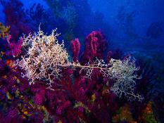 Comportement inhabituel entre gorgonocéphales