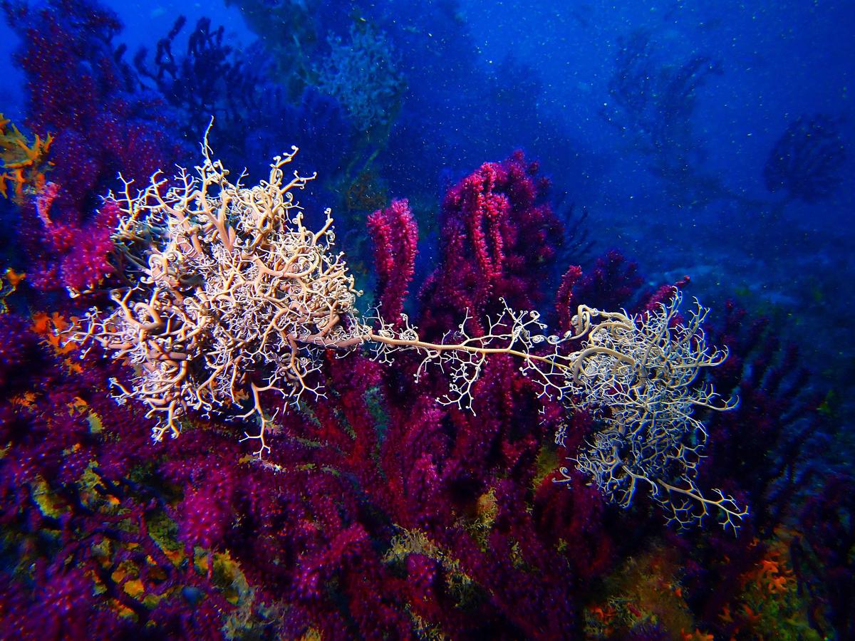 Comportement inhabituel entre gorgonocéphales