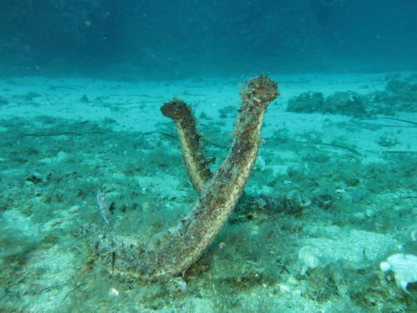 concombre de méditerranée