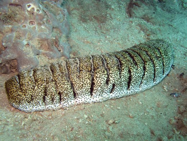 Une autre photo, avec moins de sable.<br />Sur Google, les photos de <em>H. scabra</em> (espèce présente dans le sud de l'océan indien) ressemblent...