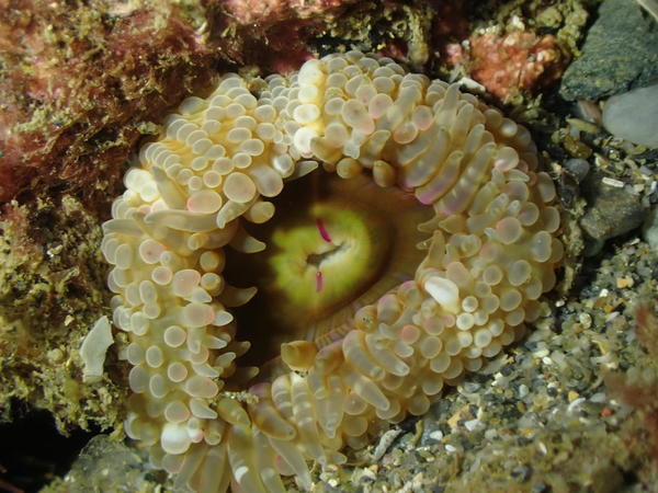 Condylactis aurantiaca ? 