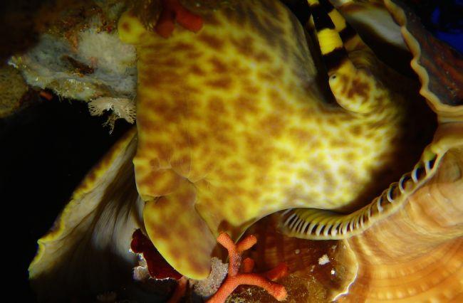 Merci. Effectivement, en consultant la fiche, il s'agit bien du triton dentelé.Sur mes photos, les lèvres de la coquille sont bien bordées de dents...