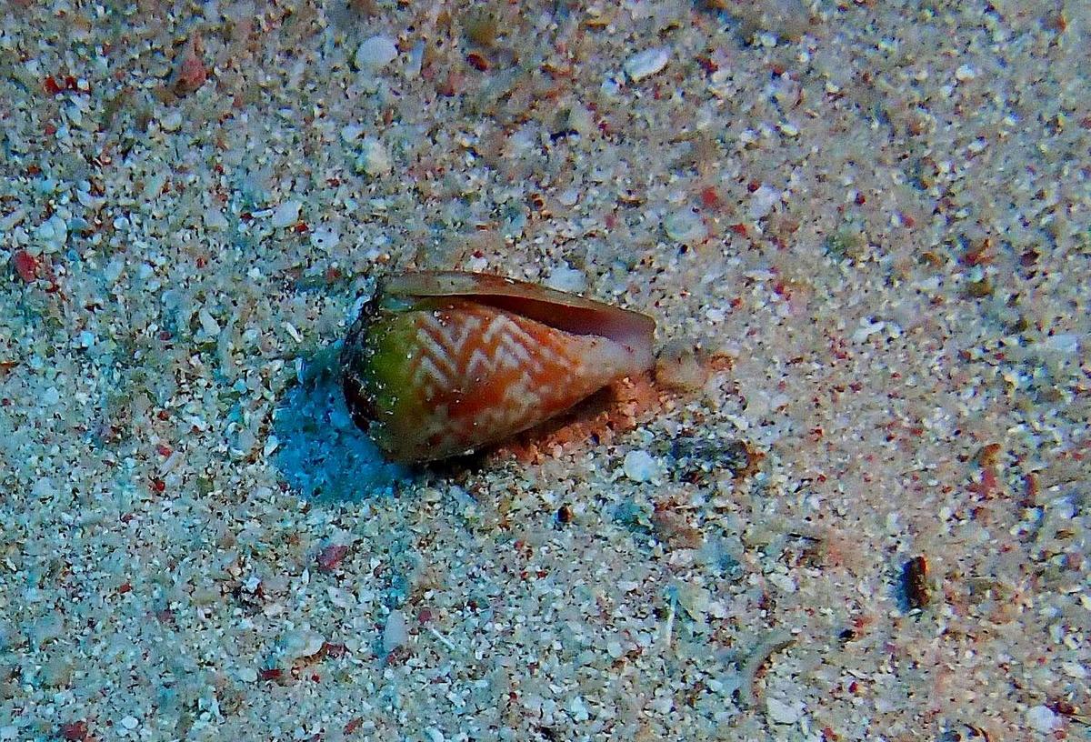 Cone mal identifié