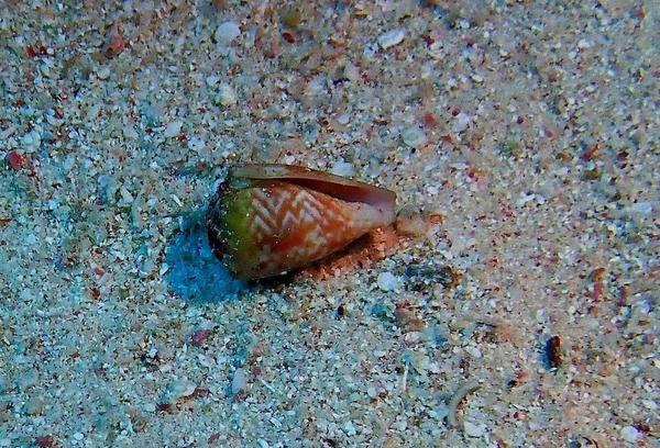 Cone mal identifié