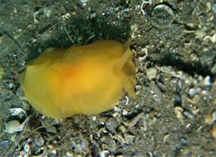 confirmation: Berthelline orange ou berthelle plume?